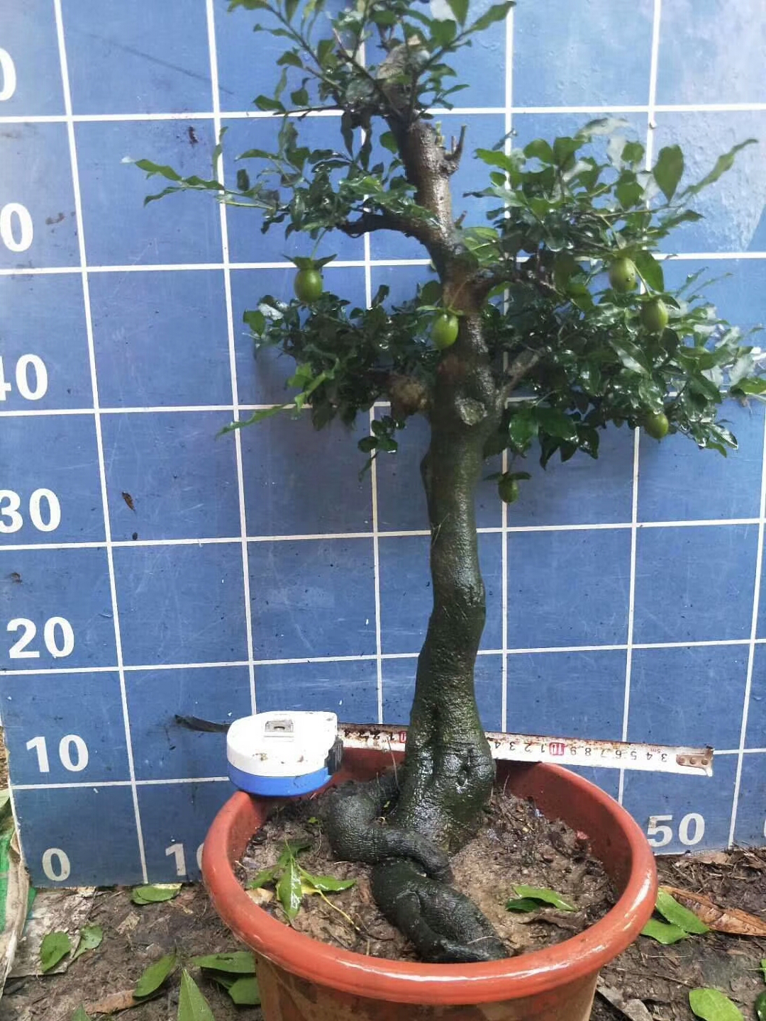 金弹子有很多品种,果形各有不同