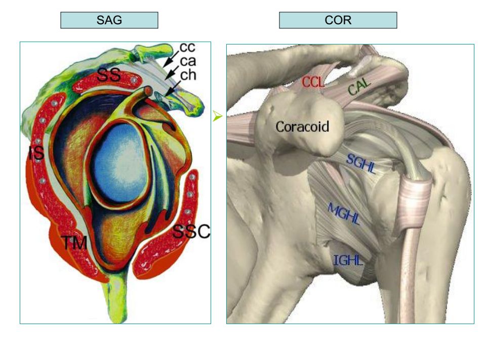 肩关节韧带解剖及损伤影像表现