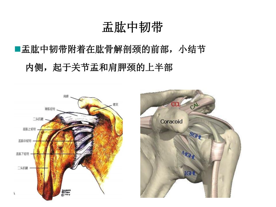 肩关节韧带解剖及损伤影像表现