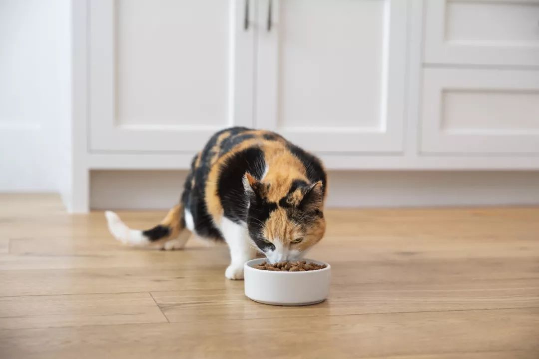 你知道猫咪也会挑食吗