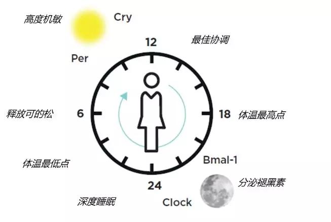 高阶护肤皮肤也有生物钟白天黑夜需要分时护理