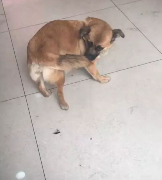 狗为啥咬自己的尾巴 4adab9daf33243949a8b95bbcf0695d9.jpeg