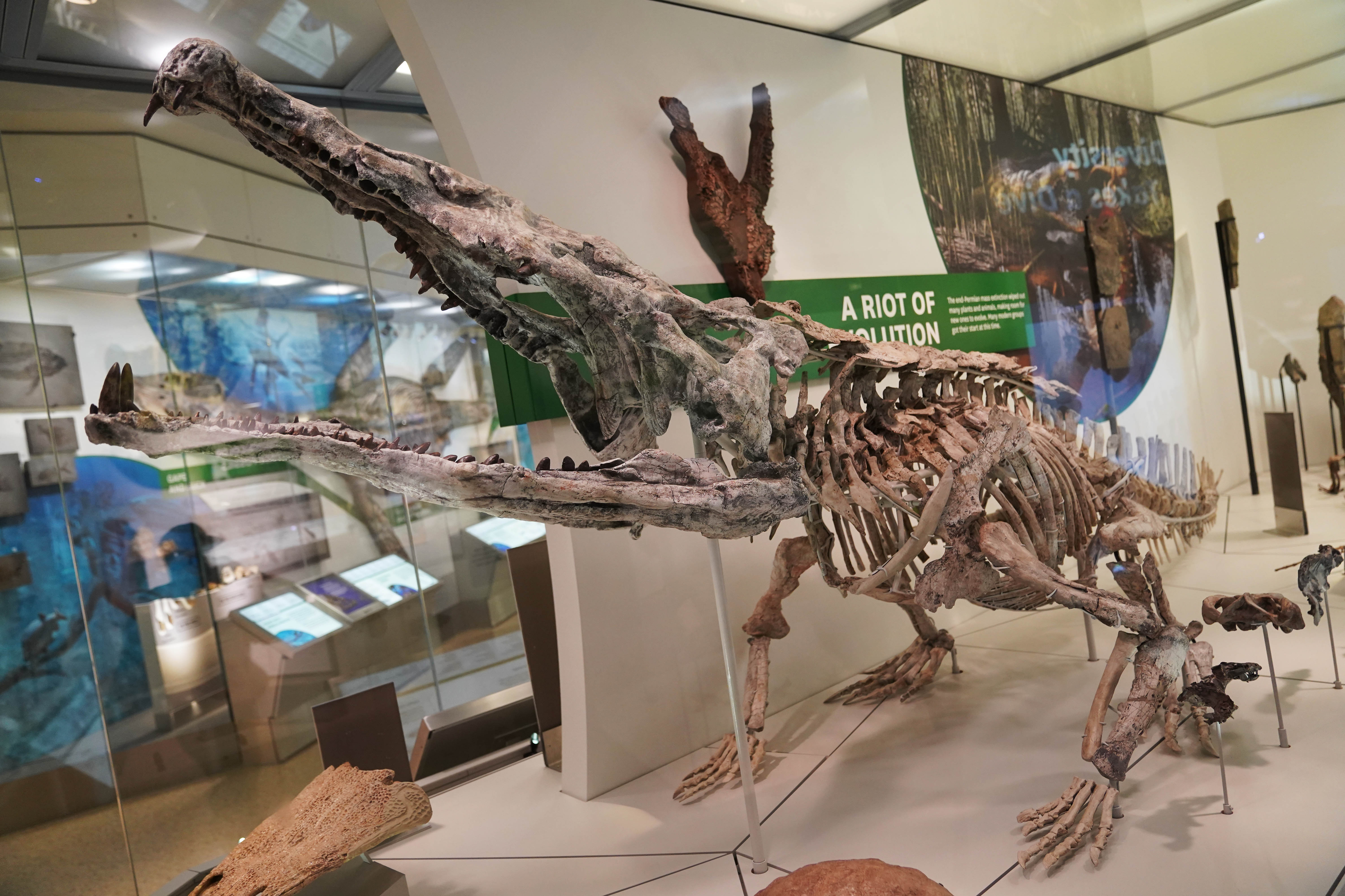 美国华盛顿自然历史博物馆重新开放恐龙与化石展馆