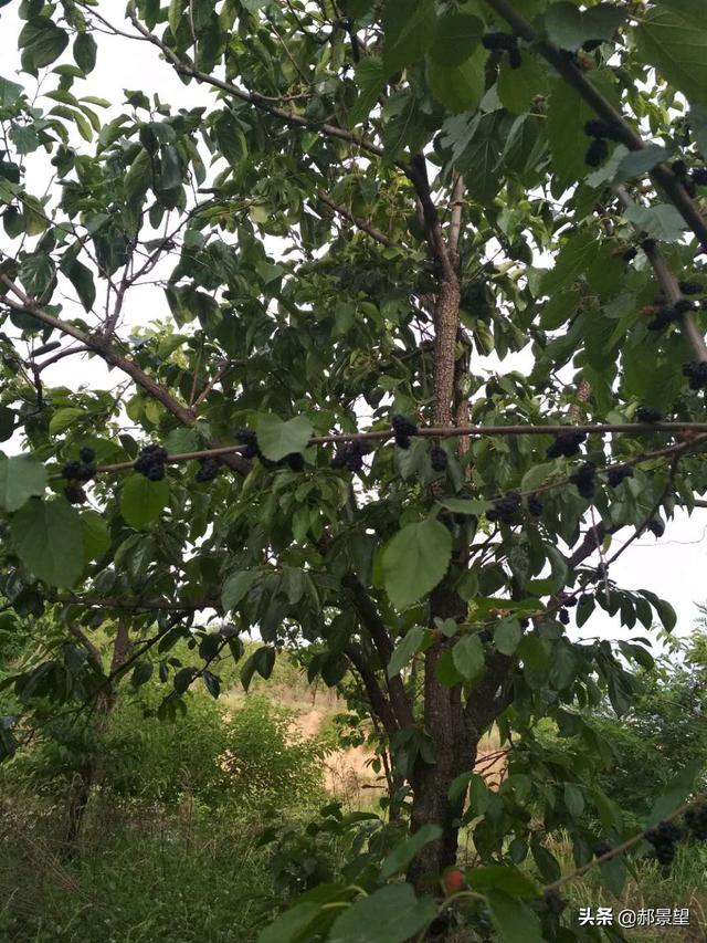 生桑树 4f7cc6179812477e85c4dc43bef80f18.jpeg