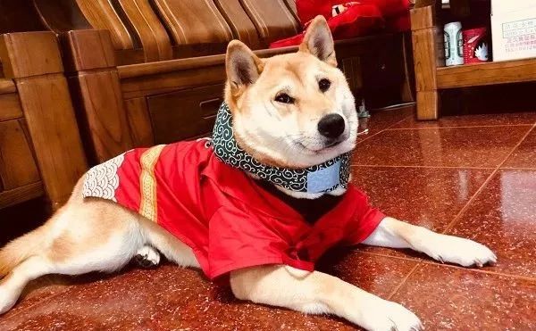 一只渣狗:蜜月期还没过呢,就开始敷衍了事.