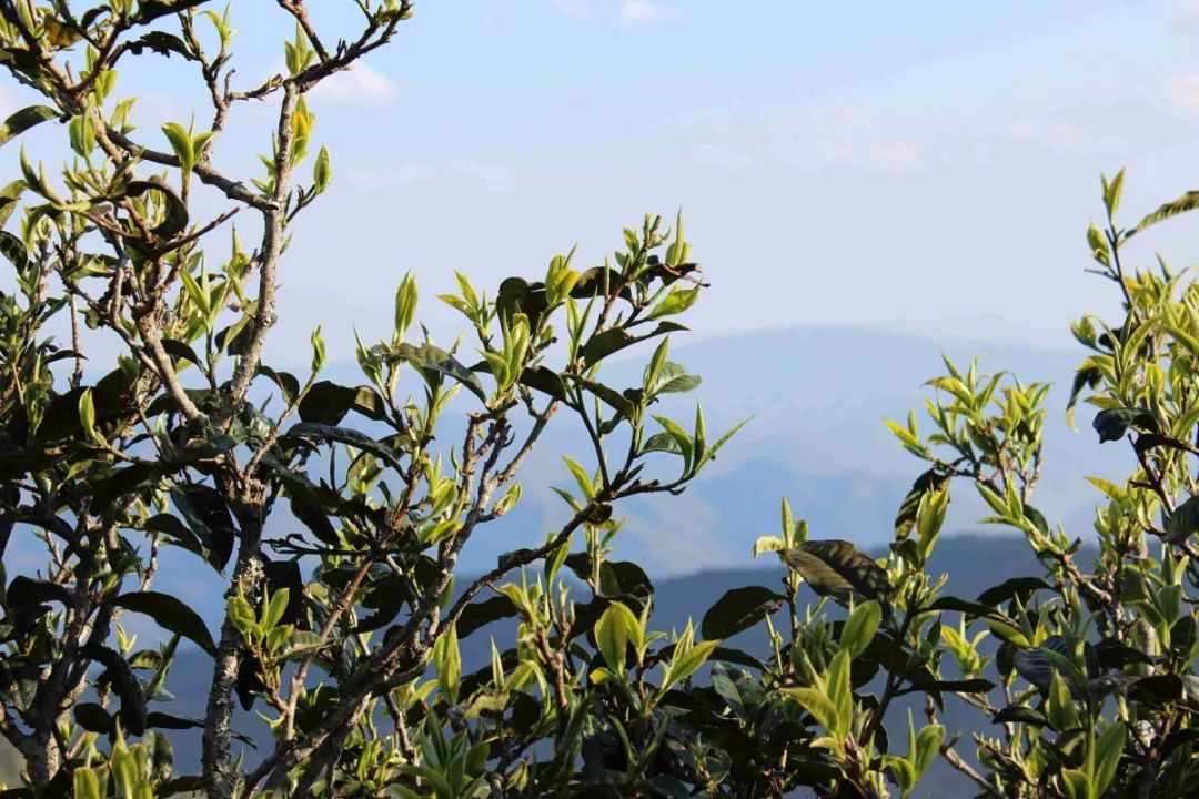 昔归山又名忙绿山,位于澜沧江畔的昔归忙麓山,因多种芒果树而得名.