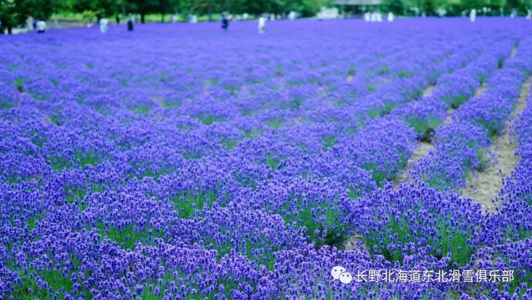 到处嗅铜臭味的热钱要把北海道富良野变成第二个niseko 旅游