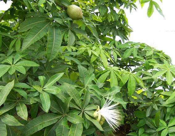 龟背竹怎么养才能开花结果 601f7b07741d4dd2a45958509f825842.jpeg