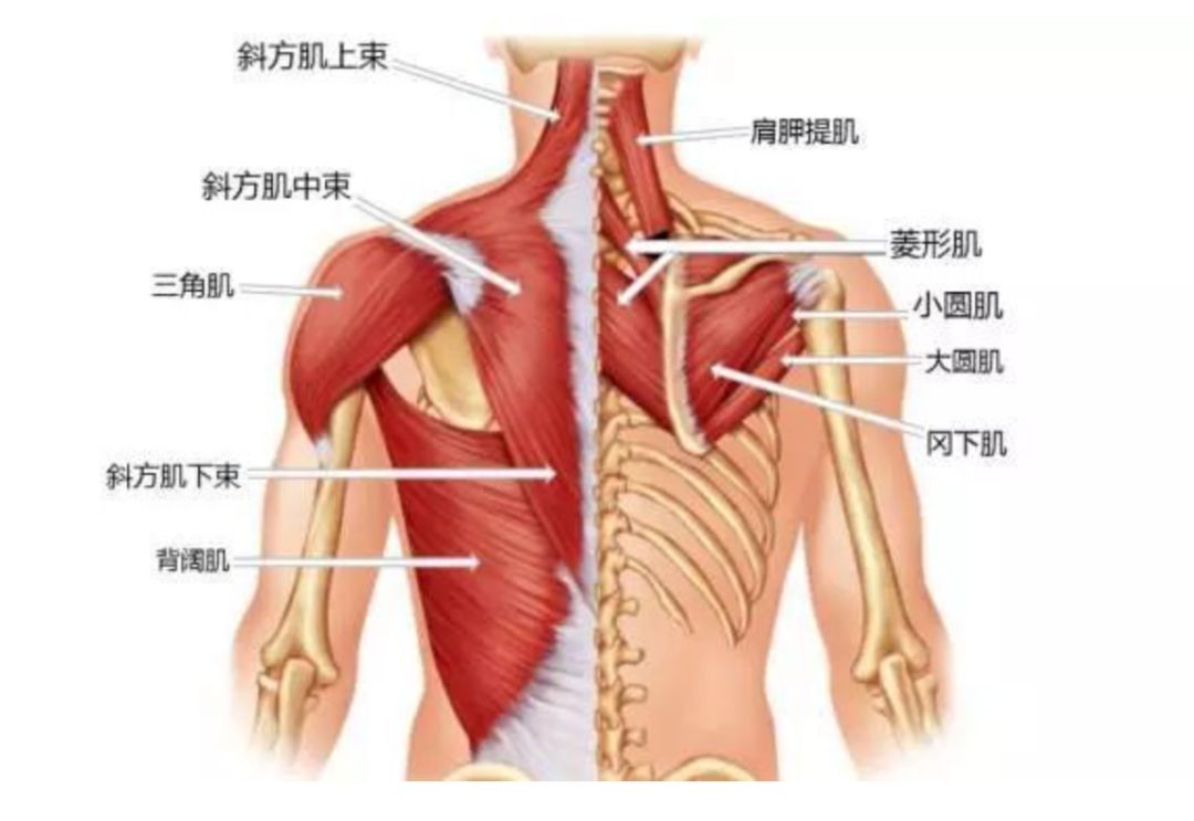 菱形肌,斜方肌中下束,前锯肌,肩外旋肌群(小圆肌,冈下肌),深层颈屈肌