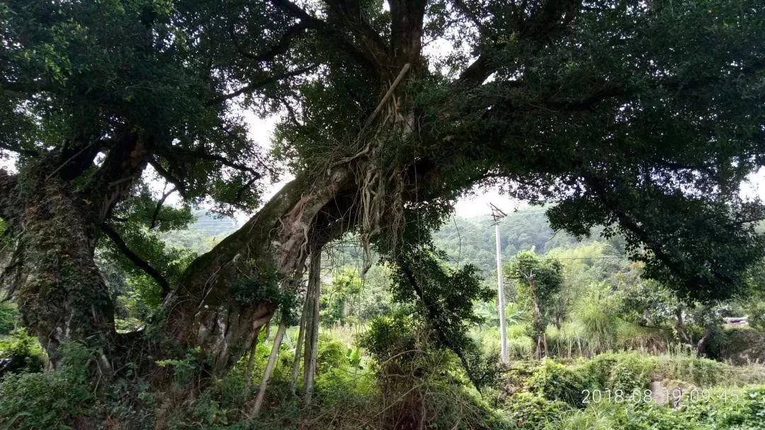 2019福建最美乡村入围推介安溪龙门镇龙美村