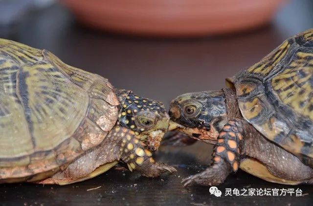 墨西哥箱龟最大甲长为18cm,身形修长,侧面观测时甲