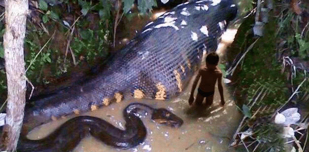 这是世界上最大最长的蛇,站在食物链最前端,只有它敢与之为敌