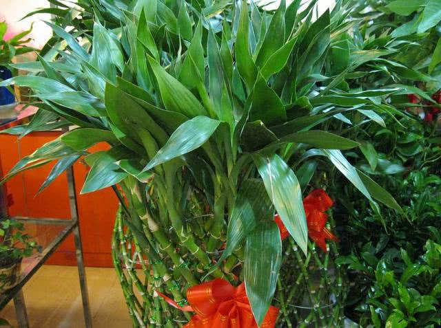 富贵竹怎么养才能更旺盛 7829493bcdf34278b318a07d4da4fbf1.jpeg
