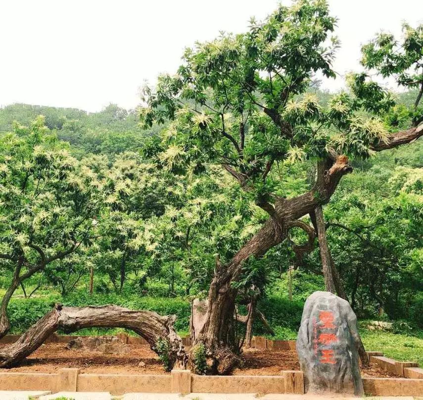 栗树王 传统板栗美食本次"栗花节"选在园区中国内现存最古老已经800