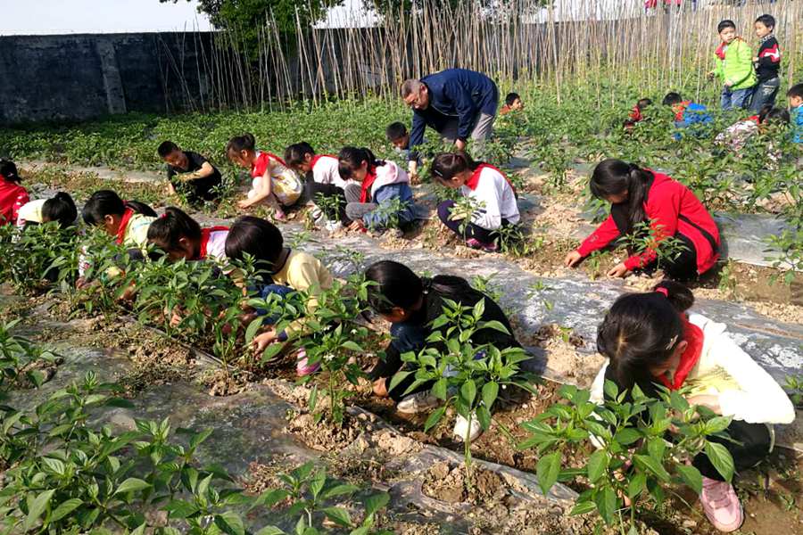 澧县城头山镇张公小学学农基地再现新绿