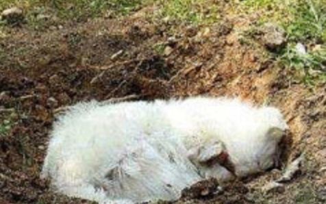 为什么狗狗死后不能掩埋,不只是迷信,专家发现真不能埋