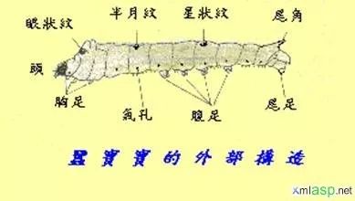 蚕的身体分为头部,胸部,腹部三部分(见下图),共8对足,其中三对胸足