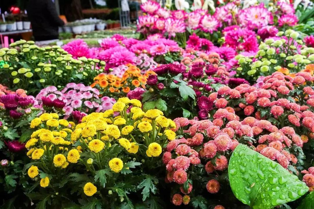 直播预告 腾冲端阳赶花街,繁花似锦,粽味飘香