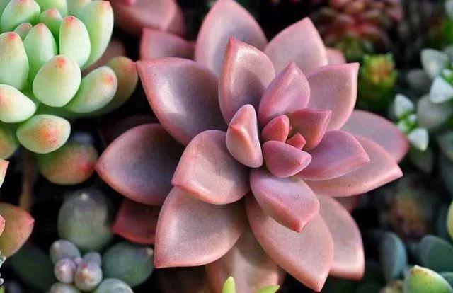 不死鸟多肉为什么叫做不死鸟 ac9862835ca24728bfa006853f8bc5cd.jpeg