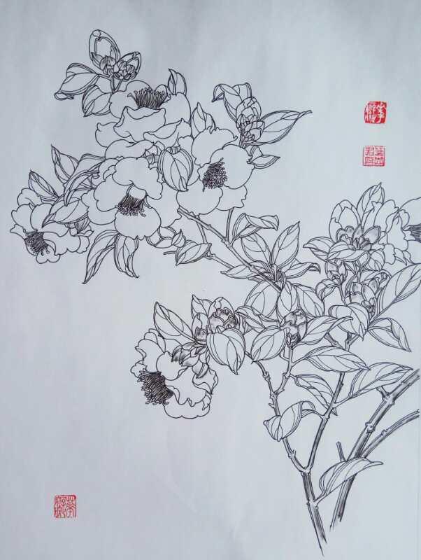 玉兰花(硬笔白描花卉)八开. 05针管笔画花瓣.0.5签字笔画花蒂,枝干.