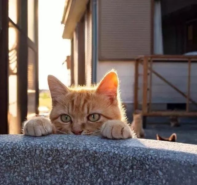 一只向你打招呼的小橘猫,hi~你好呀,交个朋友吧!