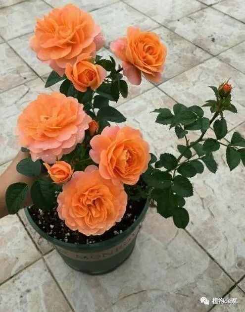 南方适合种什么月季 b98afdb493454e75b10647b00a8d801c.jpeg