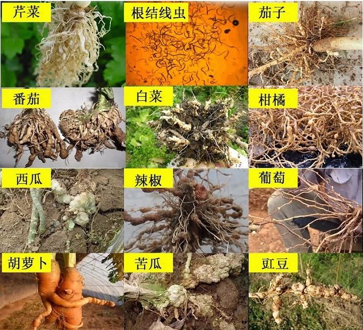 线虫,土传病害,重茬,土壤酸化,地下害虫……再不改变