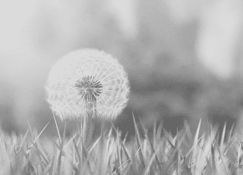 cb19a8b658e147b1b9be34388866d9ce.gif