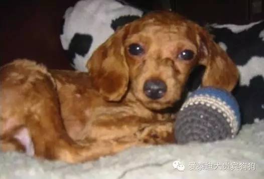 那些和泰迪混血之后的狗狗各种亮瞎眼