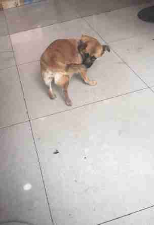 狗为啥咬自己的尾巴 cf1f0e35e9b046eb966156bd07334260.jpeg