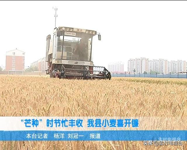 小麦怎么收割脱粒 d4fdf6b9ffad41b583c16ff57c21abb4.jpeg