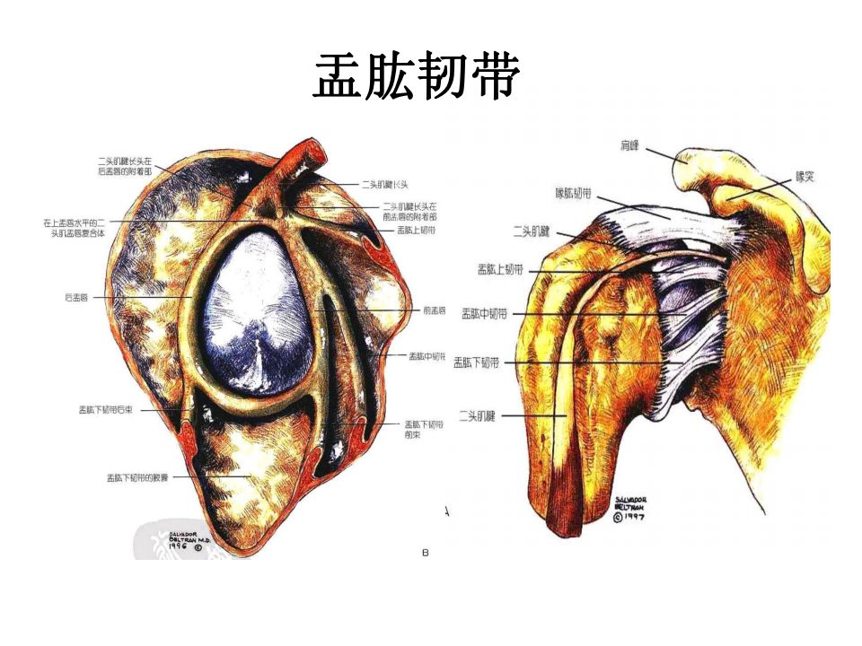 肩关节韧带解剖及损伤影像表现