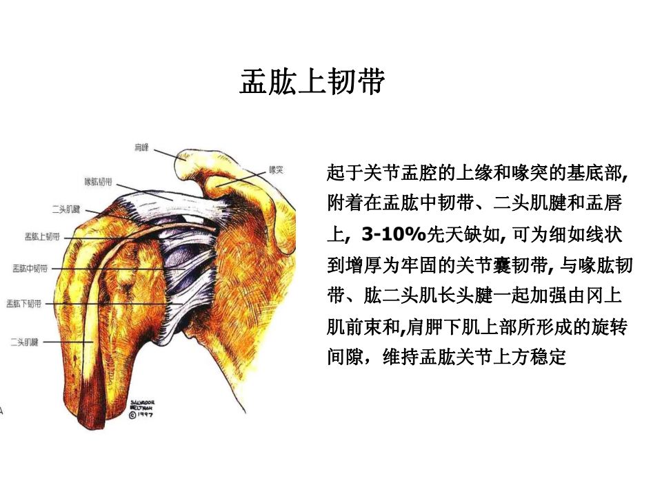 肩关节韧带解剖及损伤影像表现