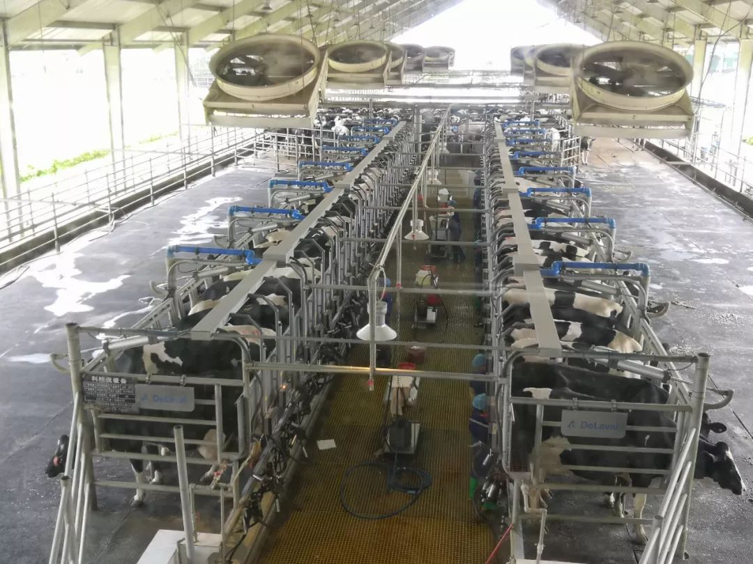 防止热应激等,犊牛饲养采用自动饲喂系统,使犊牛喝奶量,奶温及相关卫