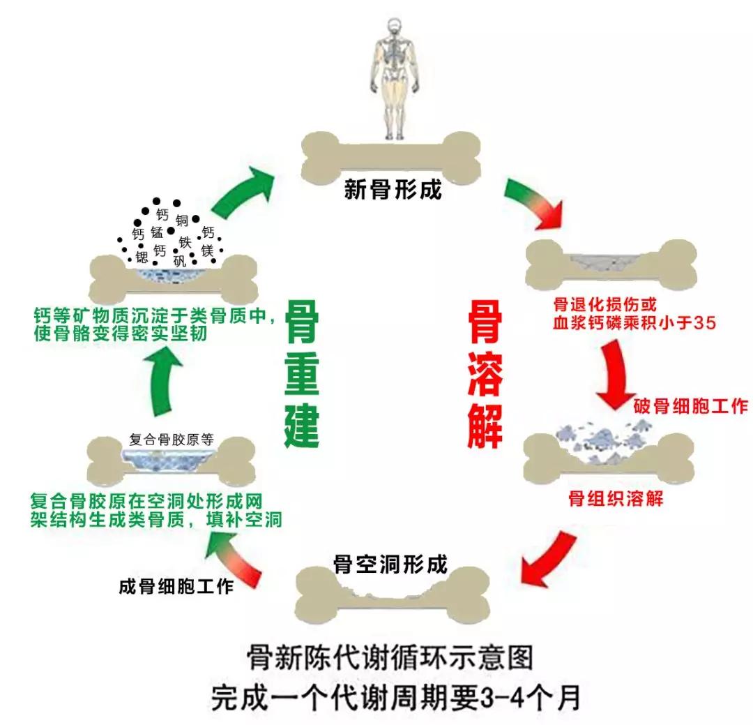 营养与关节健康_骨骼