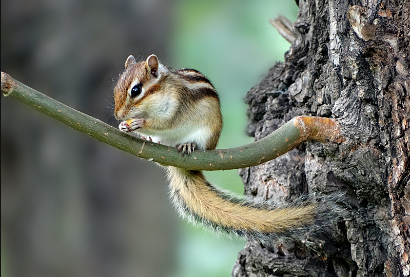 鼠是什么 ea269a9b164a403cbad0d8110331a5a0.png