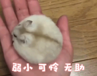 深入余姚四明山腹地激战四窗岩生态漂流挑战极限丛林飞跃
