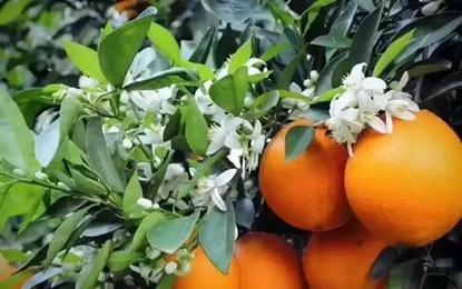 伦晚脐橙属晚熟脐橙品种,生长周期长,头一年春季开花,第二年春季果子