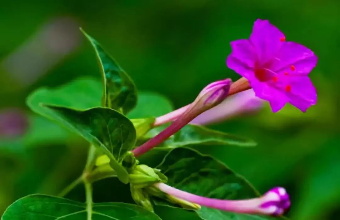 神奇的开花"生物钟",每种花卉都有固定的开花时间!