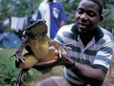 青蛙的寿命多少年 f21ae6f2576a4de9beac73a3e962e159.jpeg