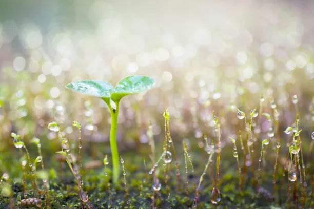 风雨总在阳光后简谱_阳光总在风雨后带简谱(3)