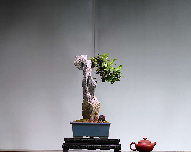 日本大师制作的附石盆景欣赏，作品美感当真是令人惊艳，值得收藏_手机