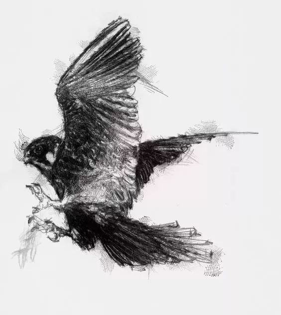 一组素描动物作品欣赏
