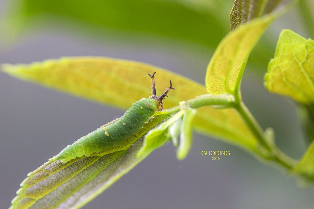 09,黑脉蛱蝶幼虫