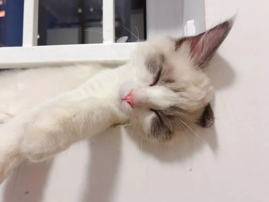 我挤我挤我挤挤挤