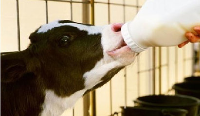 断奶应激反应对犊牛的影响
