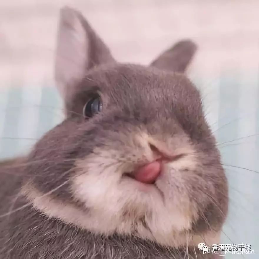 吐舌头的小兔砸们萌炸了