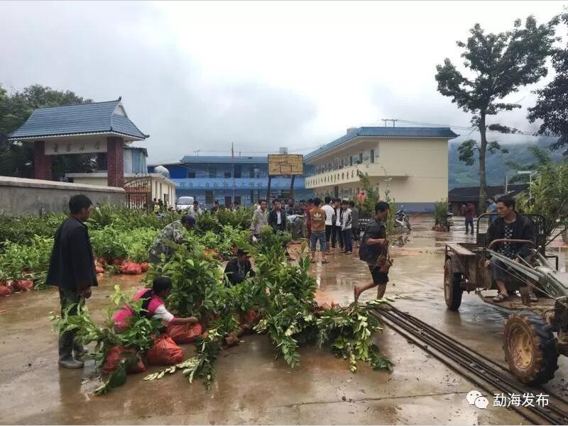 勐海县村人口_勐海县西定乡西定村(2)