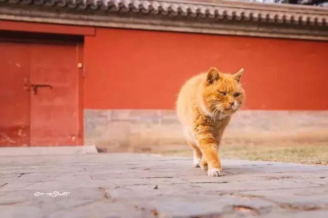 故宫的猫都倍儿有身份 不要叫我橘猫 我姓爱新觉罗 快把你的手拿开