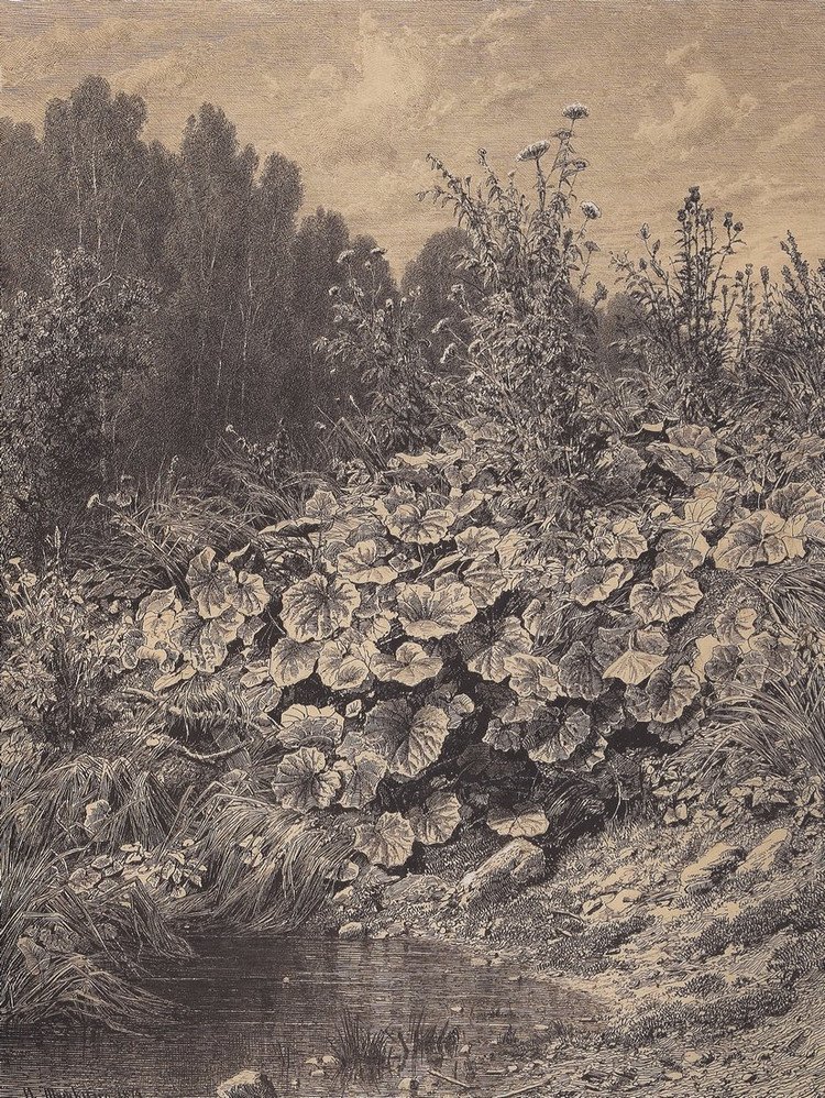 著名风景画家希施金(ivan ivanovich shishkin)绘画作品欣赏二